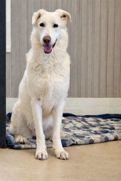Enlarge Iris, a Adoptable Mixed Breed in Port Saint Joe, FL image 3/3
