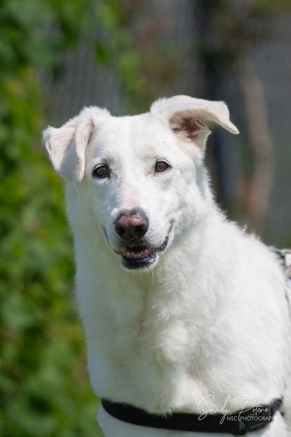 Enlarge Iris, a Adoptable Mixed Breed in Port Saint Joe, FL image 3/3