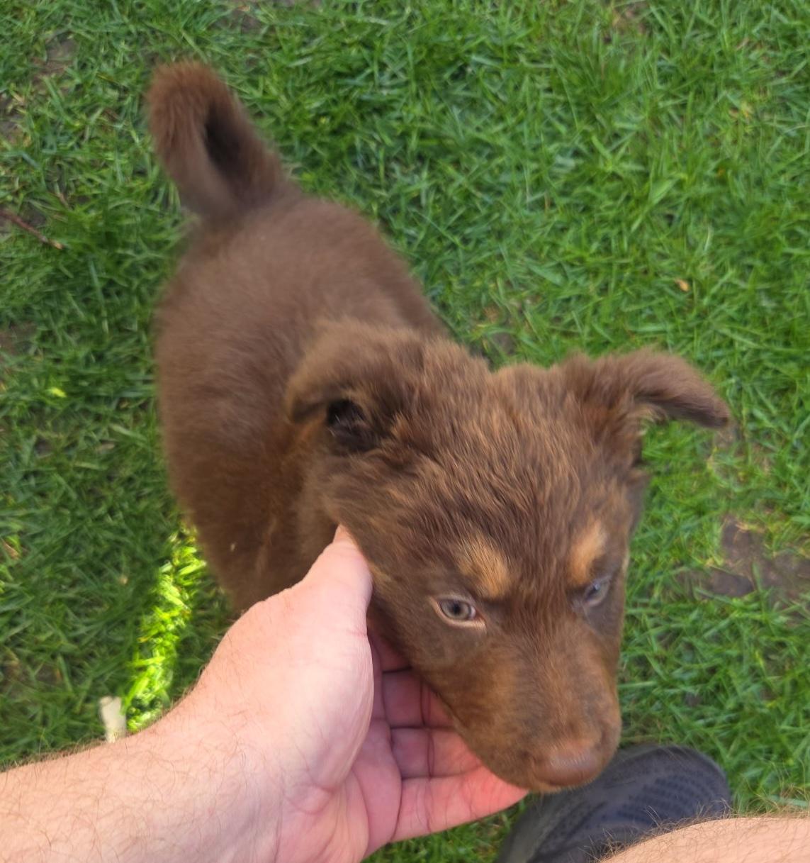 Enlarge Ernie, an adopted mixed breed in Aurora, IL image 2/3