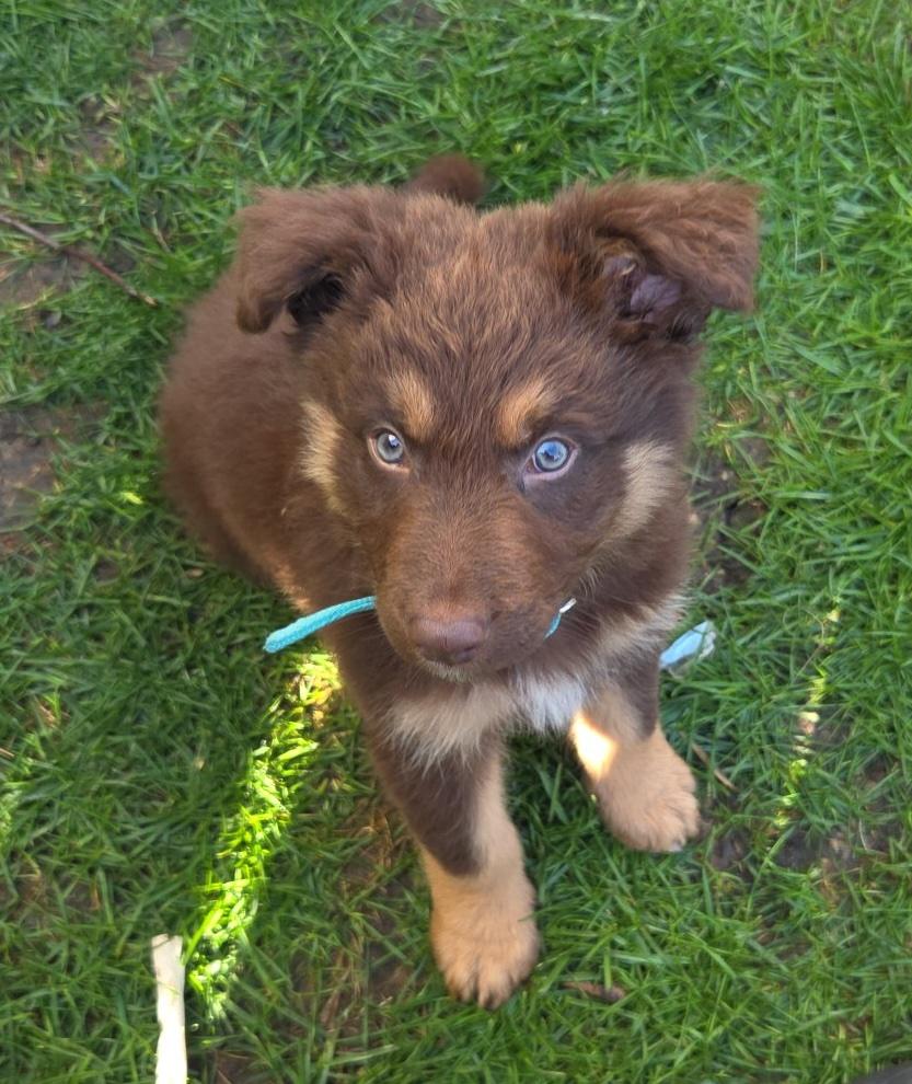 Ernie, adopted, Puppy Male Shepherd.