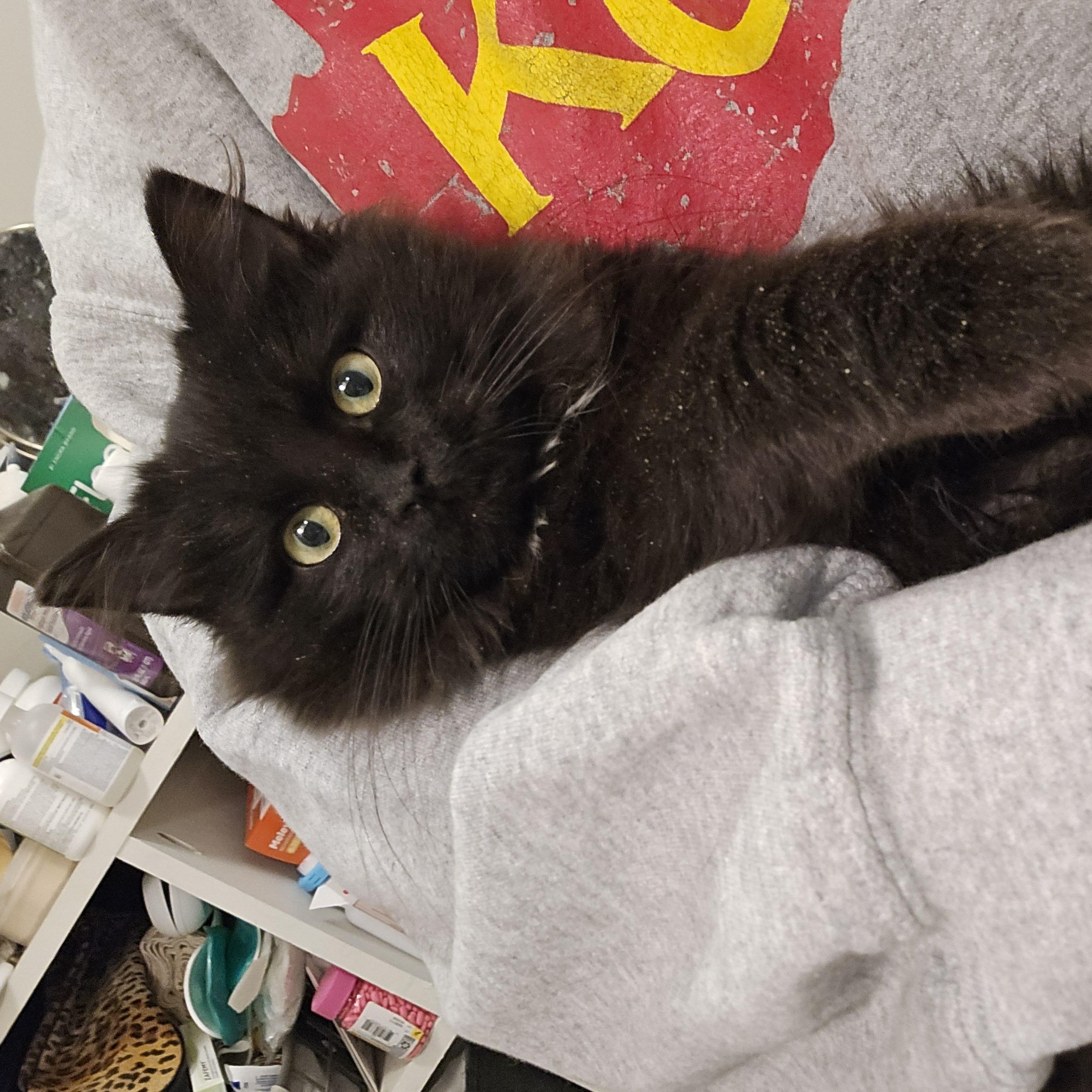 Enlarge Hendrix, a ADOPTABLE Domestic Long Hair in Sedalia, MO image 2/2