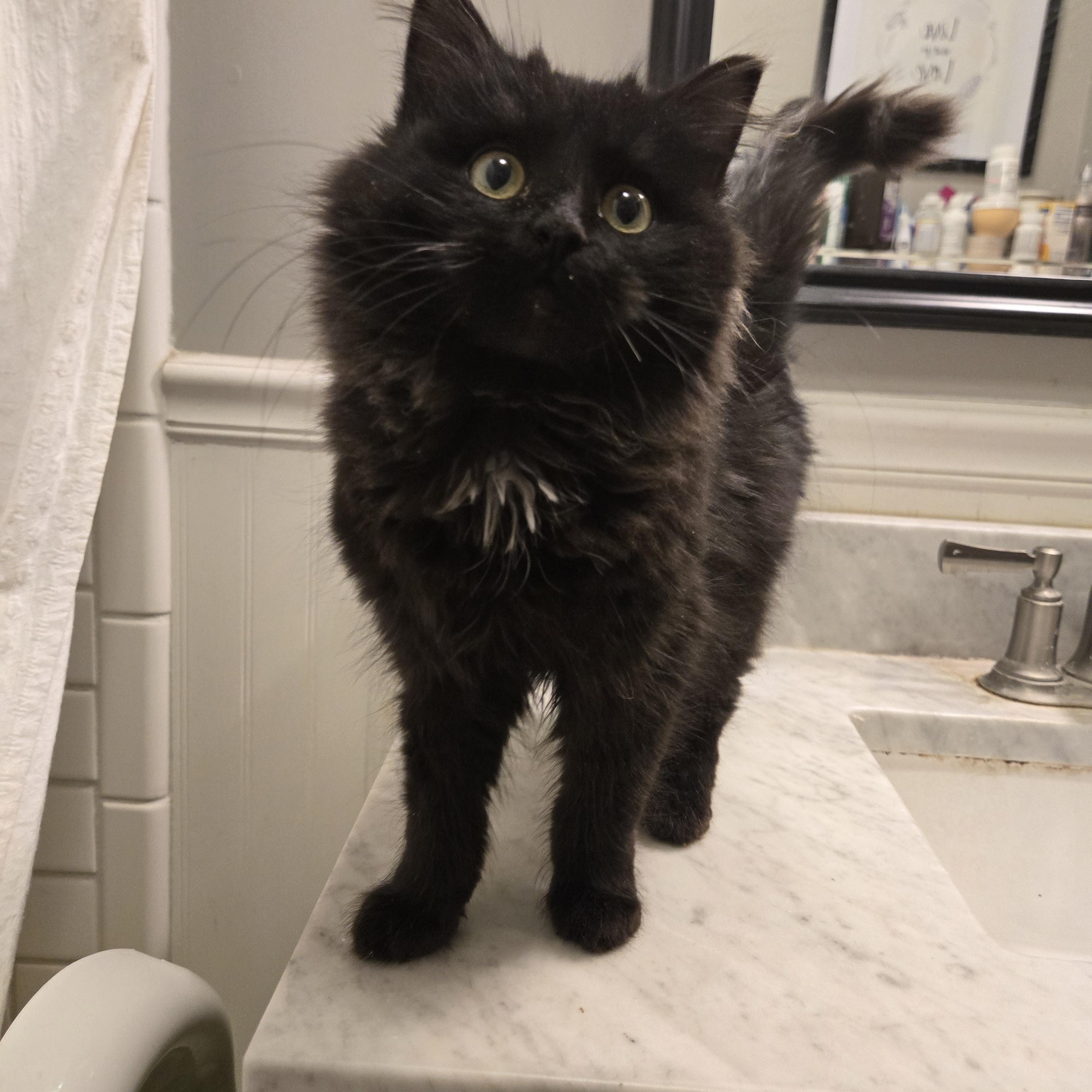 Enlarge Hendrix, a ADOPTABLE Domestic Long Hair in Sedalia, MO image 1/2