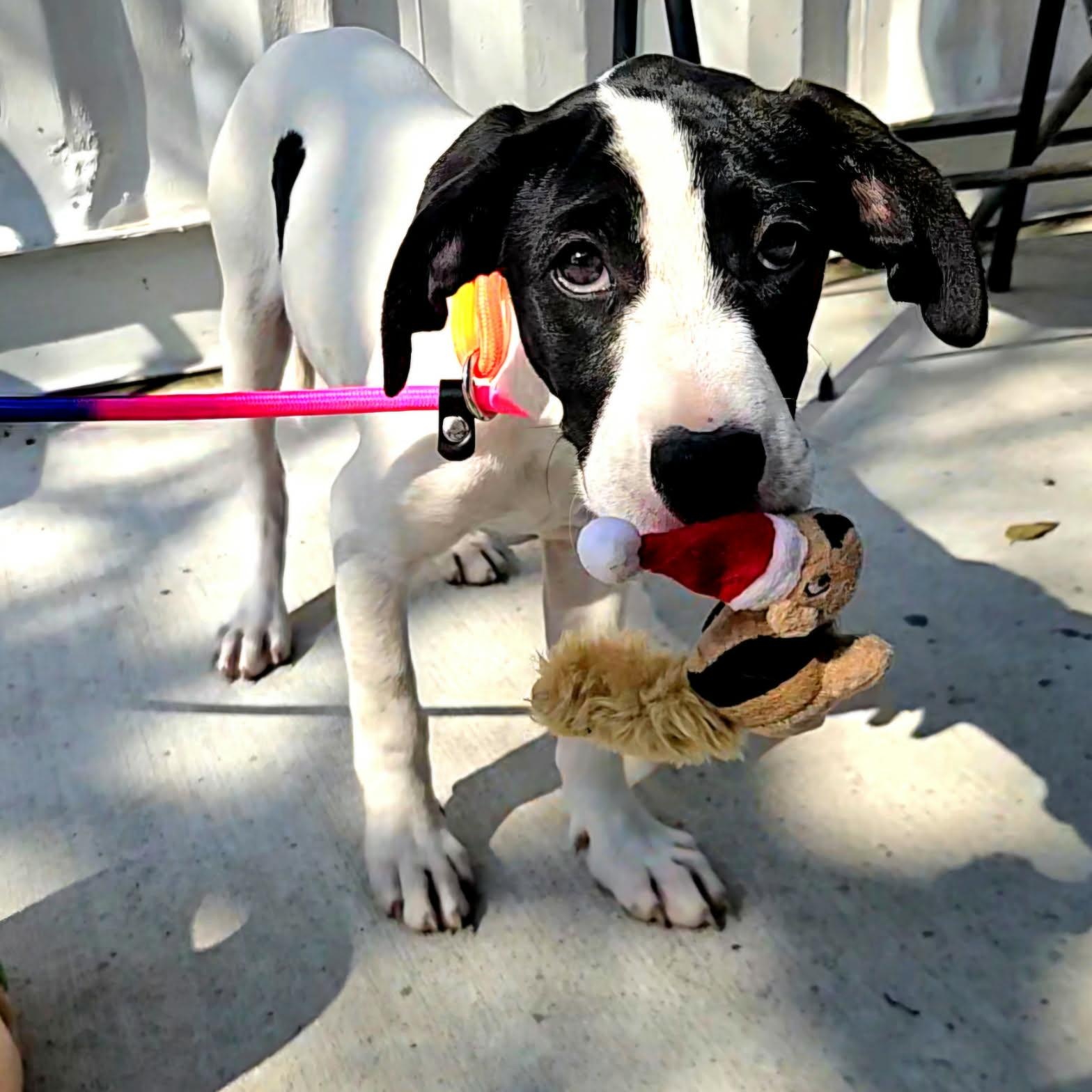 Enlarge Alexandria, an adopted mixed breed in Chippewa Falls, WI image 6/6