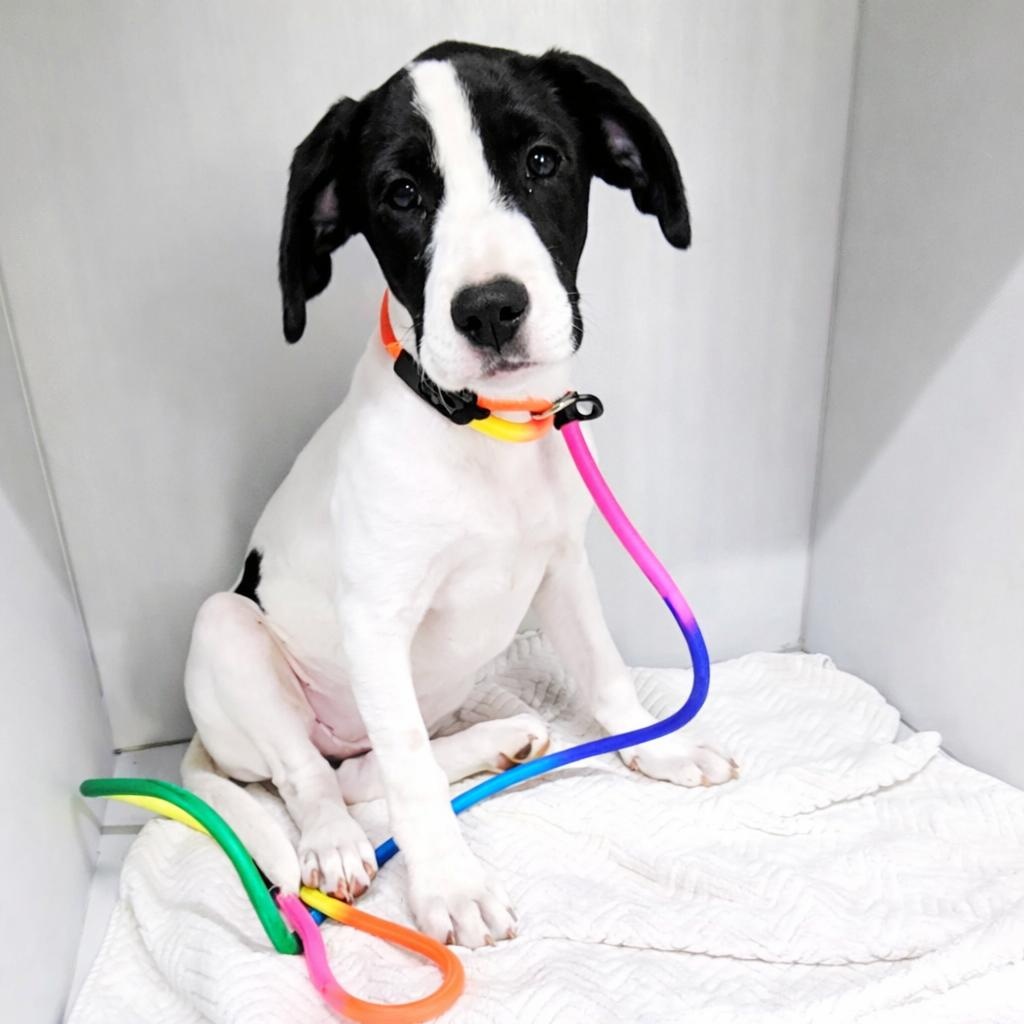 Enlarge Alexandria, an adopted mixed breed in Chippewa Falls, WI image 1/6