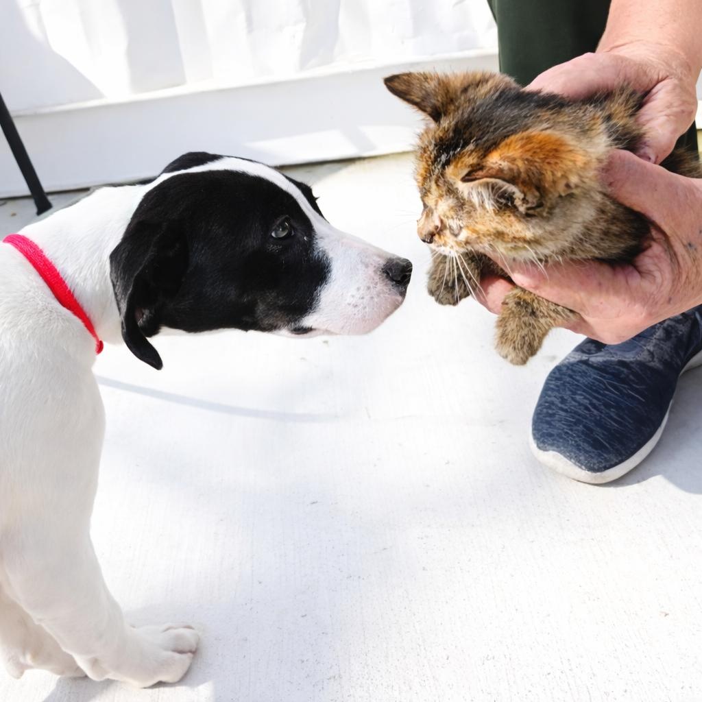Enlarge Alexandria, an adopted mixed breed in Chippewa Falls, WI image 4/6