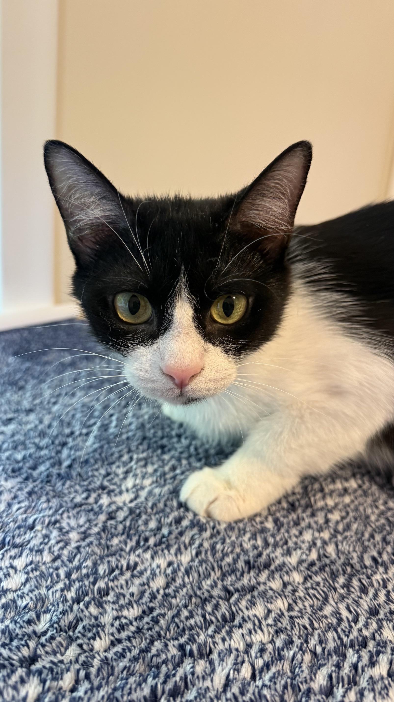 Enlarge Willa, a ADOPTABLE Tuxedo in Medford, MA image 3/5