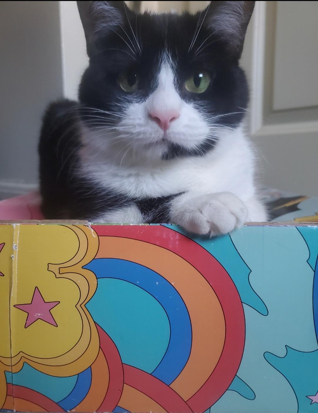 Enlarge Willa, a ADOPTABLE Tuxedo in Medford, MA image 1/5