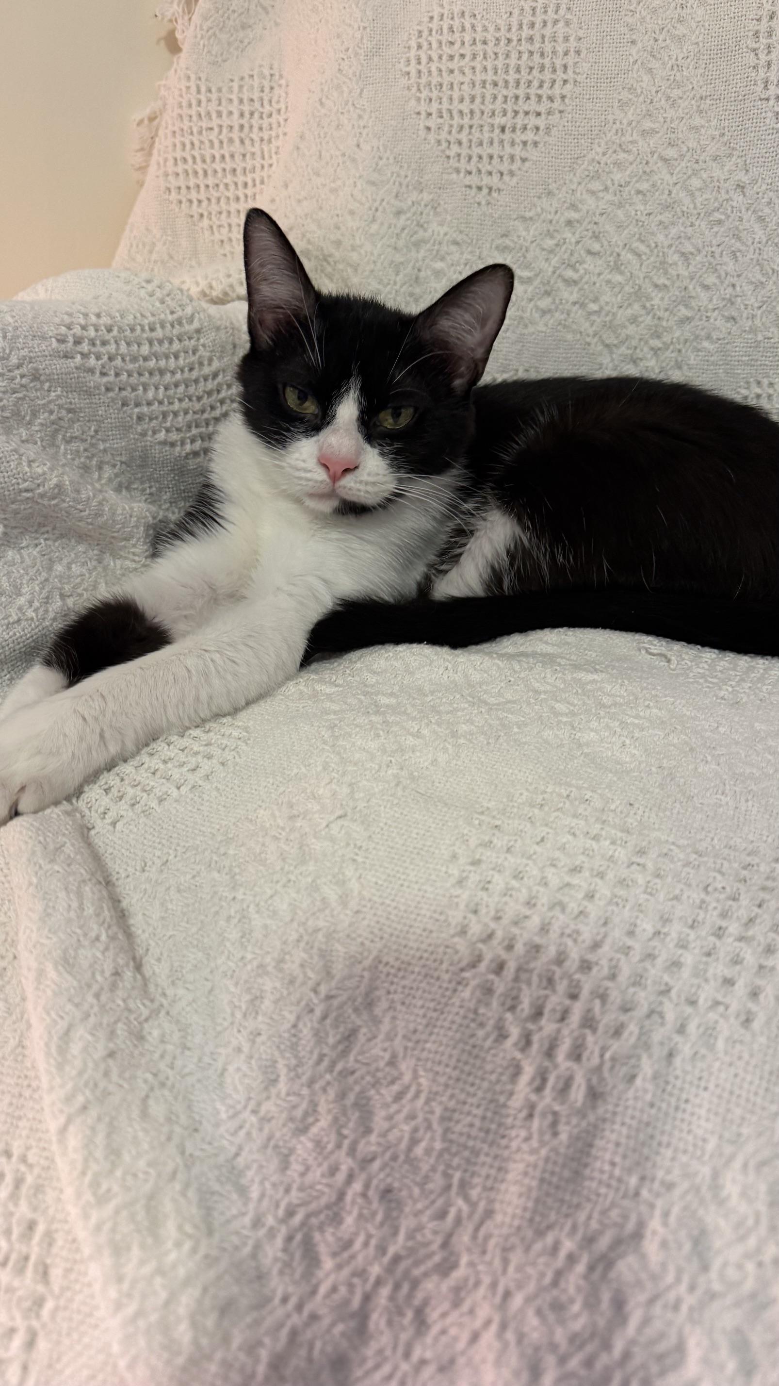 Enlarge Willa, a ADOPTABLE Tuxedo in Medford, MA image 4/5