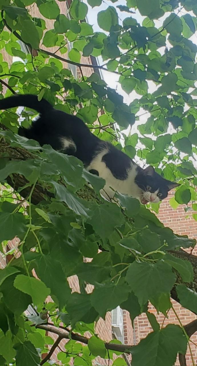 Enlarge Willa, a ADOPTABLE Tuxedo in Medford, MA image 5/5