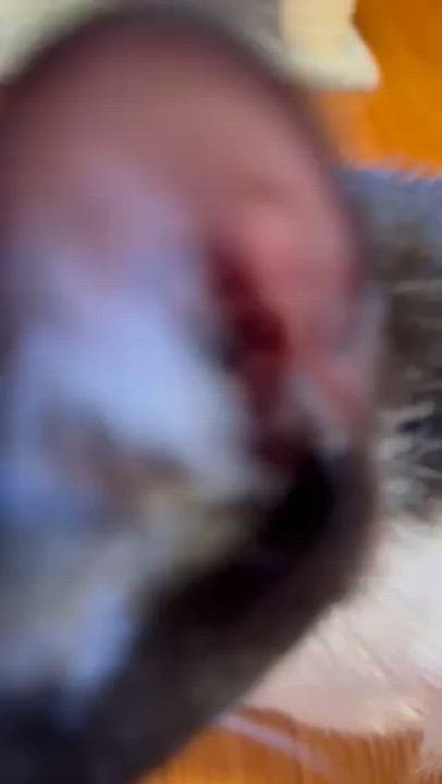Enlarge Willa, a ADOPTABLE Tuxedo in Medford, MA video 2/5