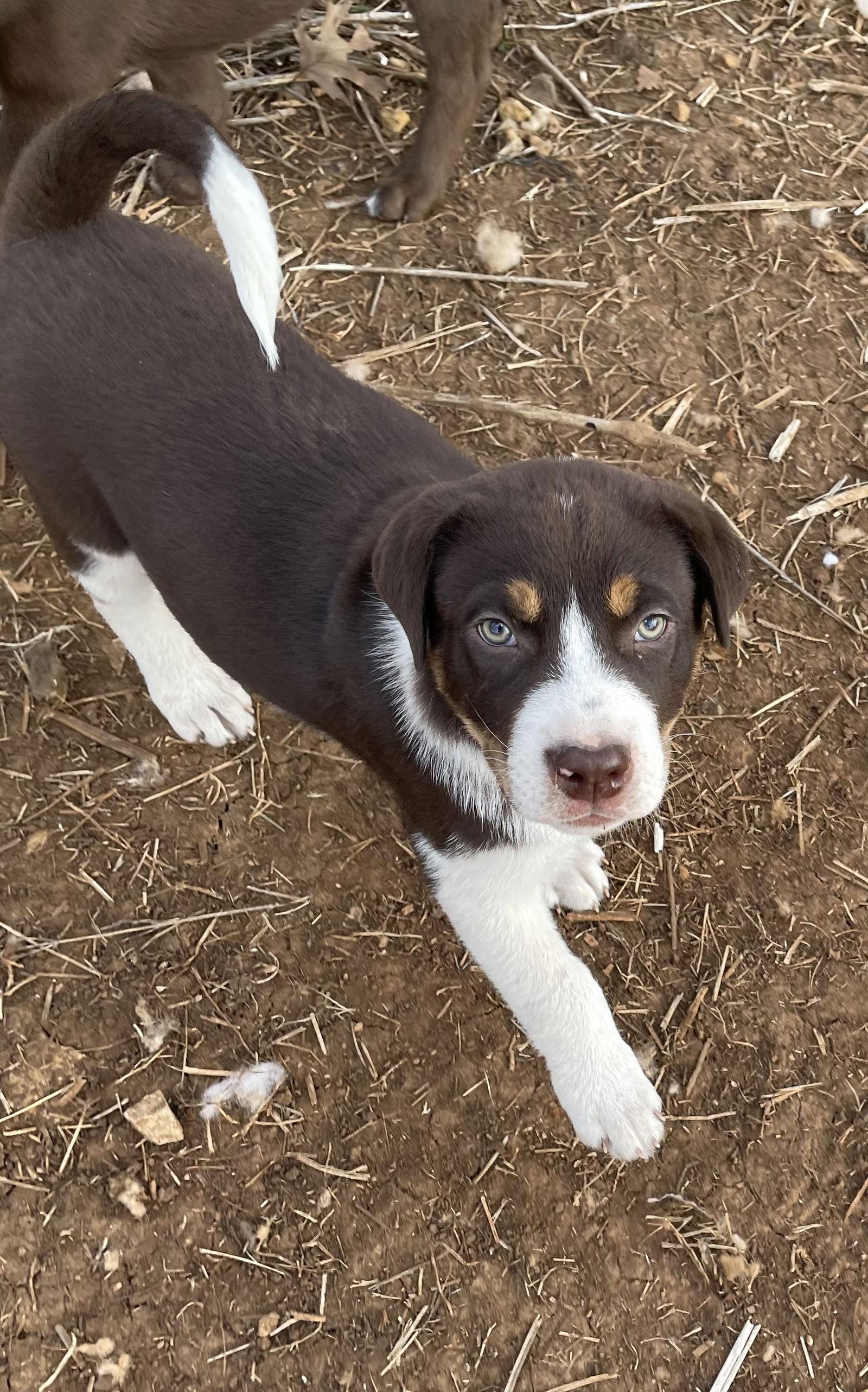 Barkley, Adoptable, Puppy Male Husky & Labrador Retriever.