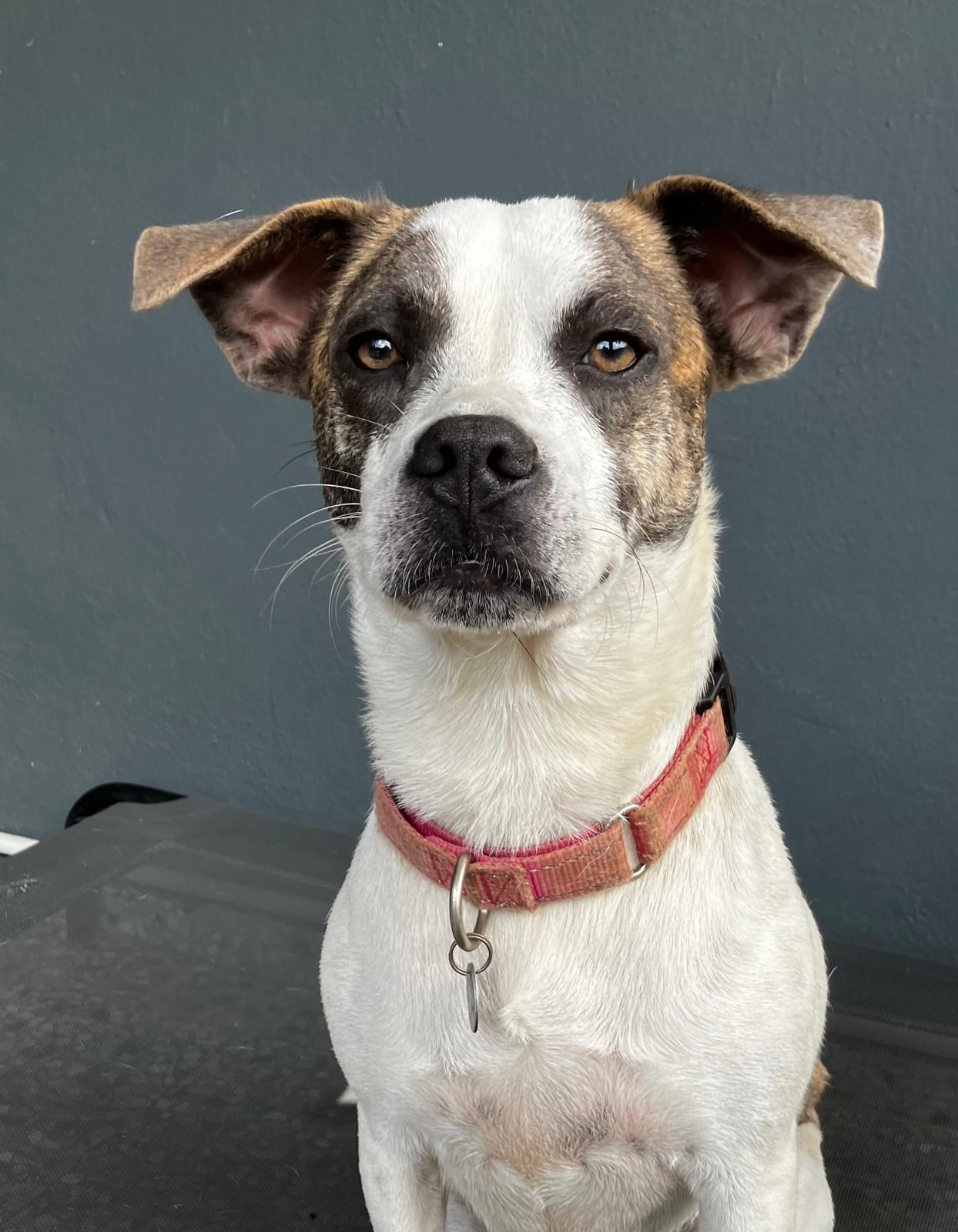 Azúcar, a ADOPTABLE mixed breed in Newark, NJ image 3/6