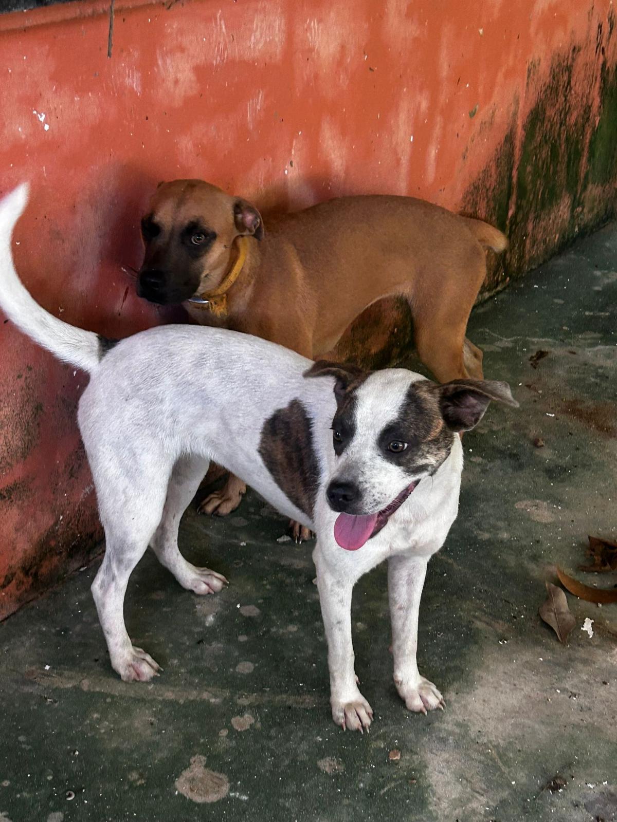 Enlarge Azúcar, a ADOPTABLE mixed breed in Falls Church, VA image 5/6