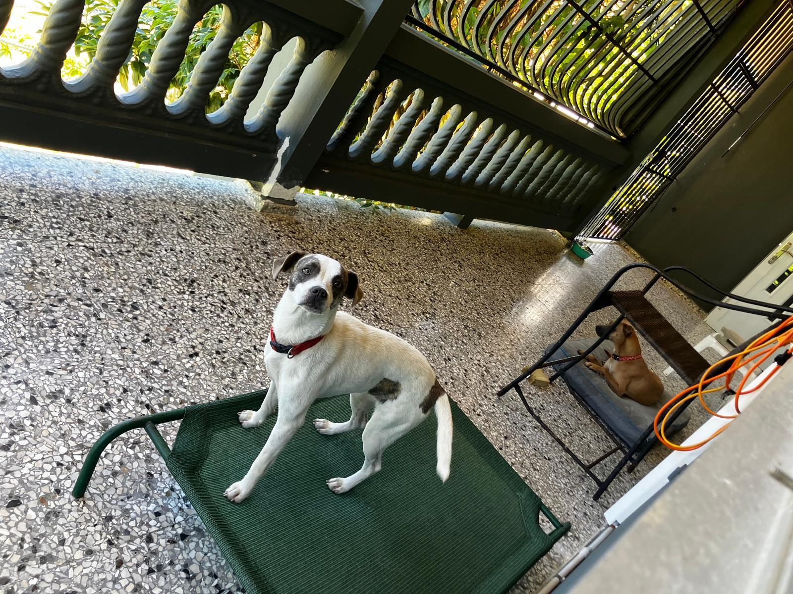 Enlarge Azúcar, a ADOPTABLE mixed breed in Falls Church, VA image 4/6