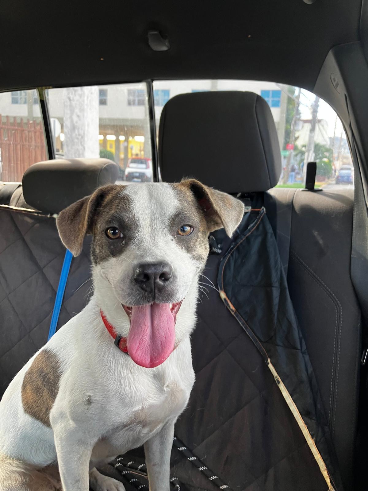 Azúcar, ADOPTABLE, Young Female American Bulldog & Parson Russell Terrier.