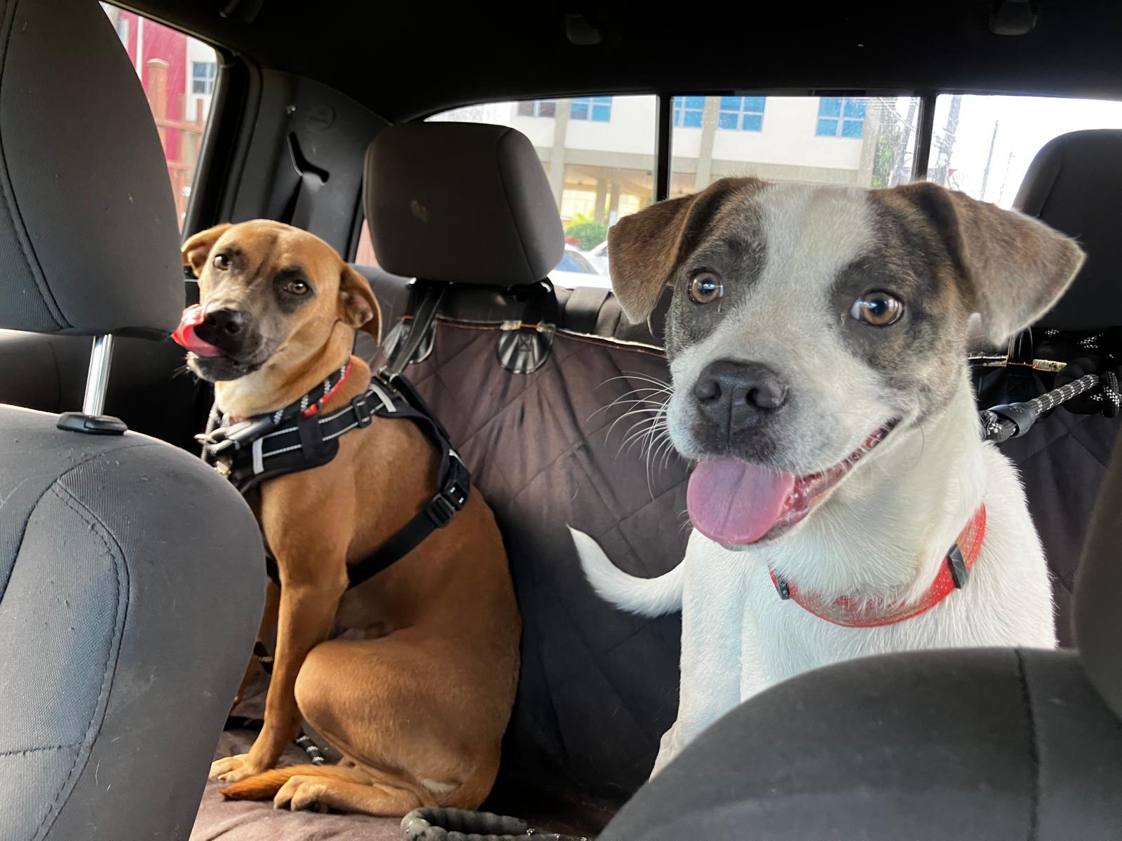 Azúcar, a ADOPTABLE mixed breed in Newark, NJ image 6/6
