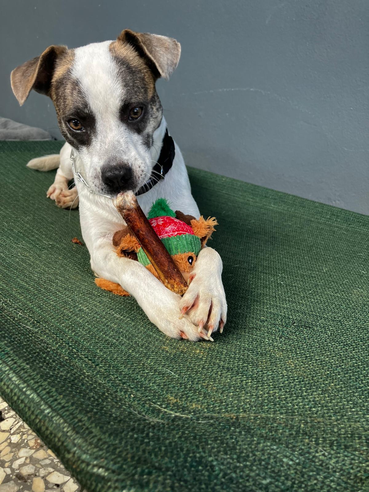 Azúcar, a ADOPTABLE mixed breed in Newark, NJ image 1/6