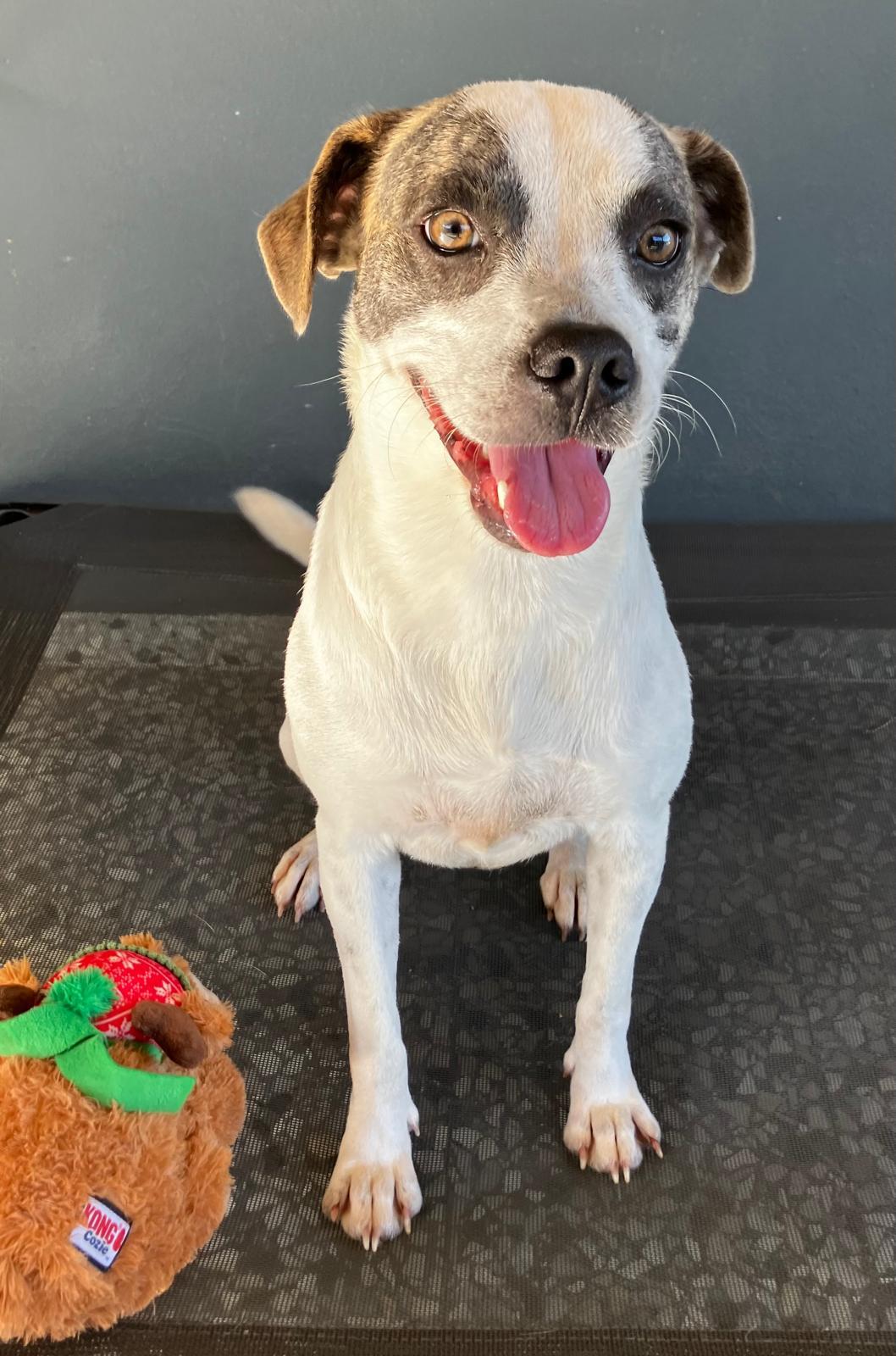 Azúcar, a ADOPTABLE mixed breed in Newark, NJ image 5/6