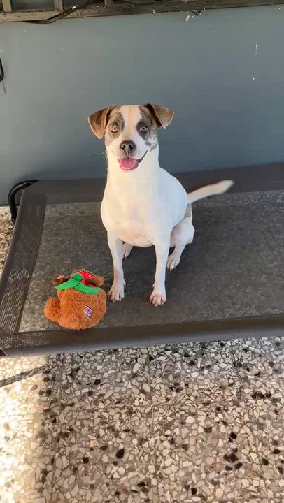 Enlarge Azúcar, a ADOPTABLE mixed breed in Newark, NJ video 4/6