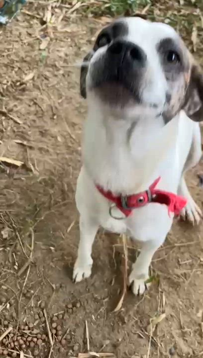 Enlarge Azúcar, a ADOPTABLE mixed breed in Falls Church, VA video 1/6