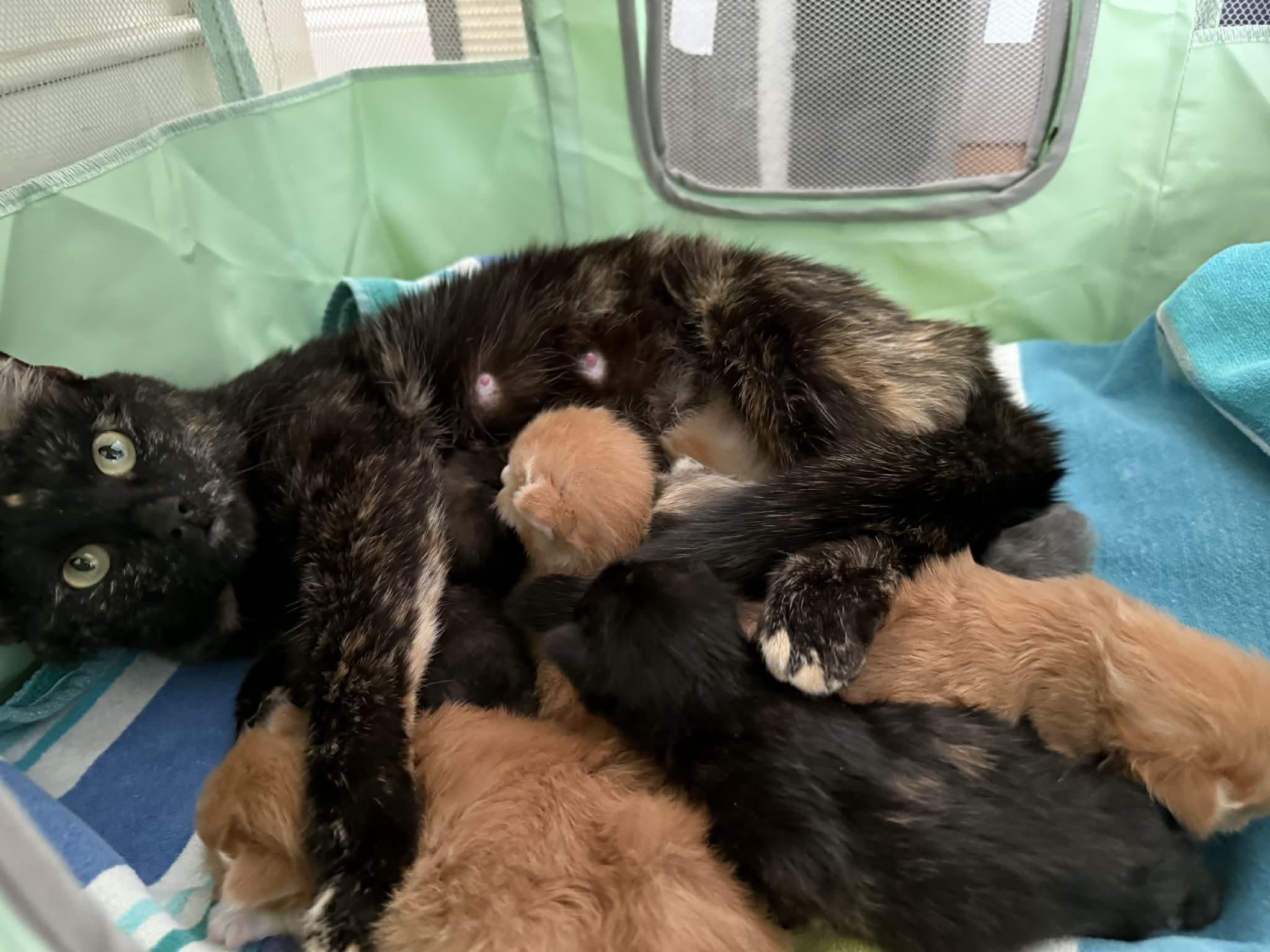 Marilyn, Adoptable, Young Female Domestic Short Hair.