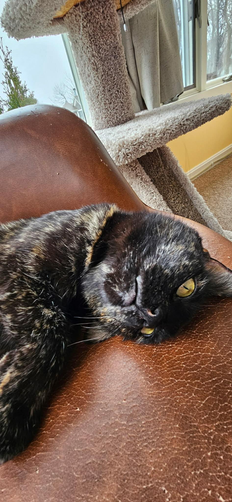 Marilyn, a Adoptable Domestic Short Hair in Hull, MA image 2/3