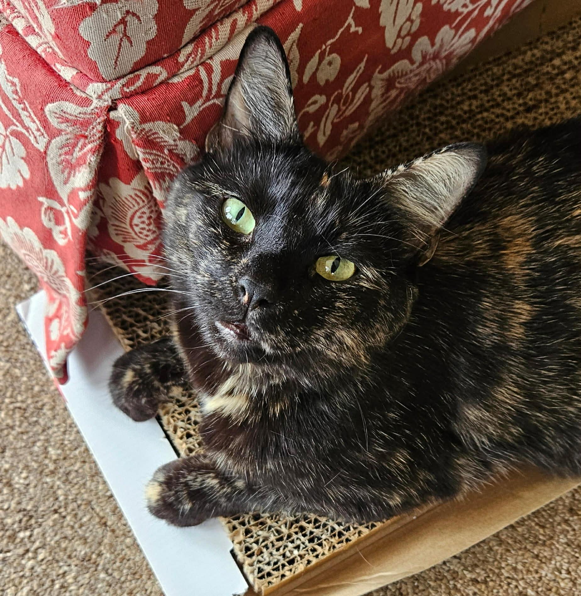 Enlarge Marilyn, a Adoptable Domestic Short Hair in Hull, MA image 3/4