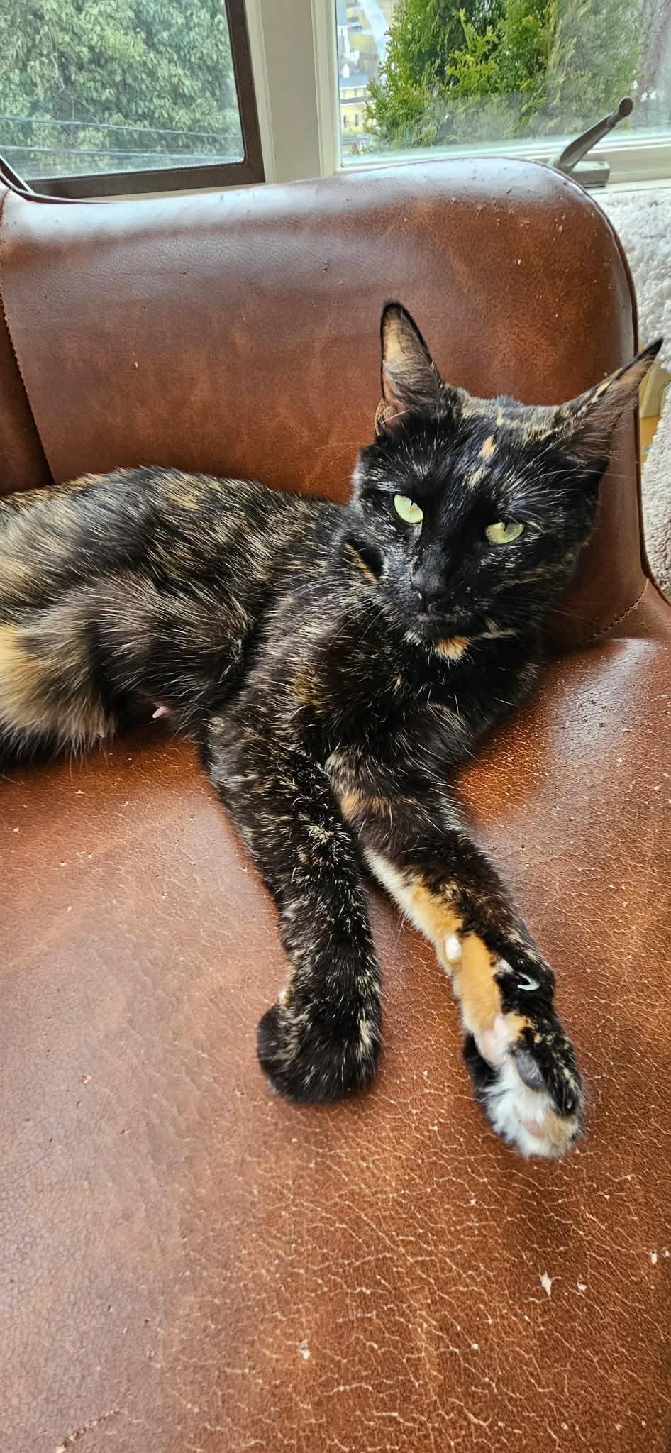 Marilyn, a Adoptable Domestic Short Hair in Hull, MA image 3/3