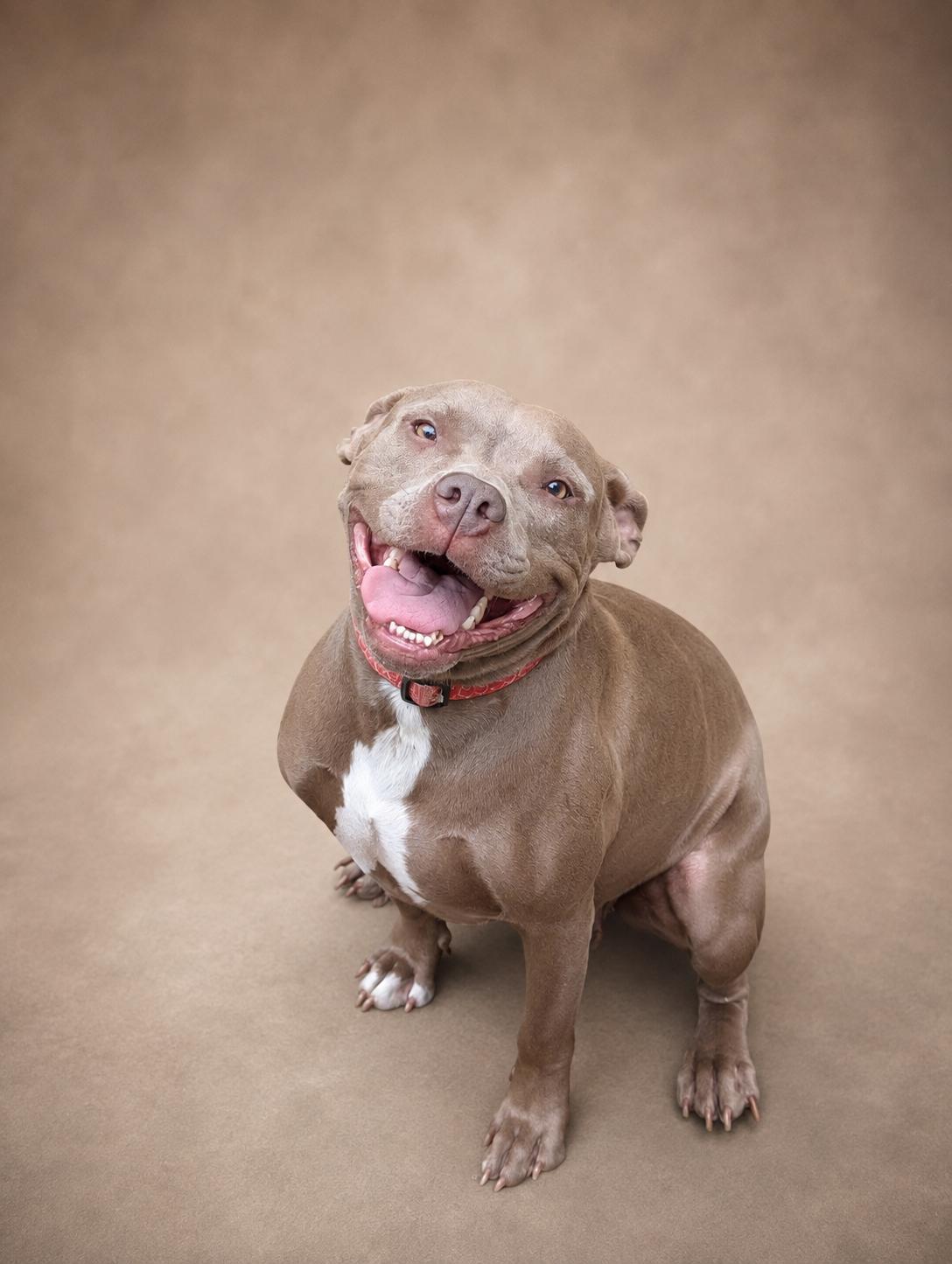 Tuli, ADOPTABLE, Adult Female Mixed Breed.