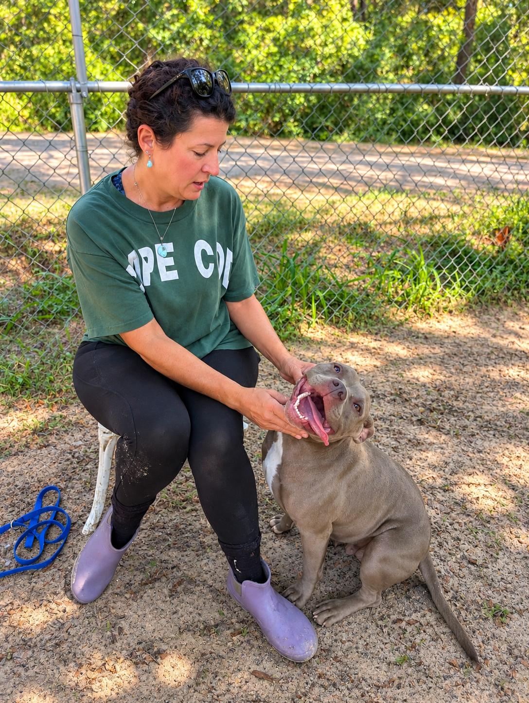 Enlarge Tuli, a Adopted mixed breed in Jacksonville, FL image 3/5