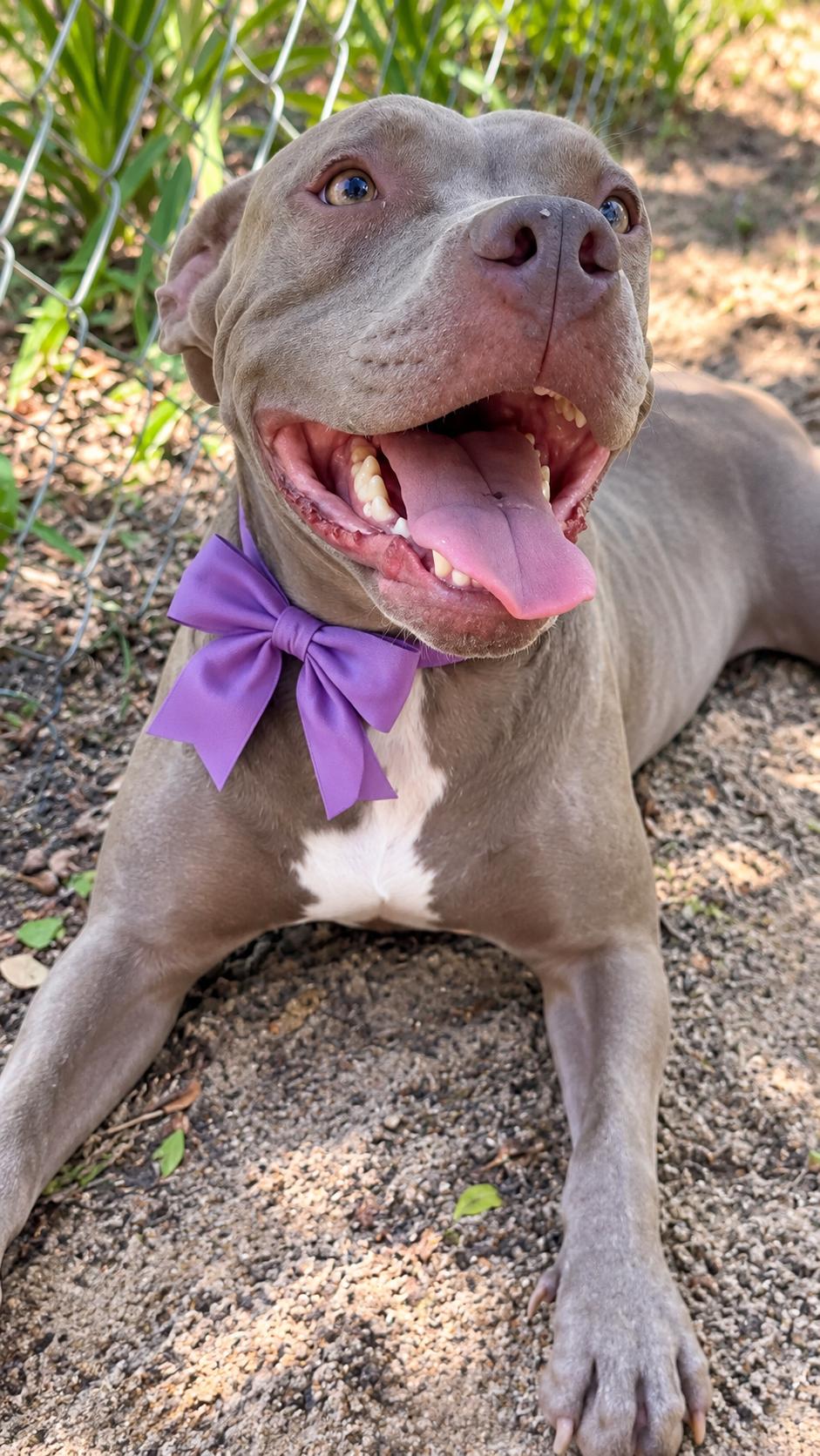 Enlarge Tuli, a Adopted mixed breed in Jacksonville, FL image 2/5