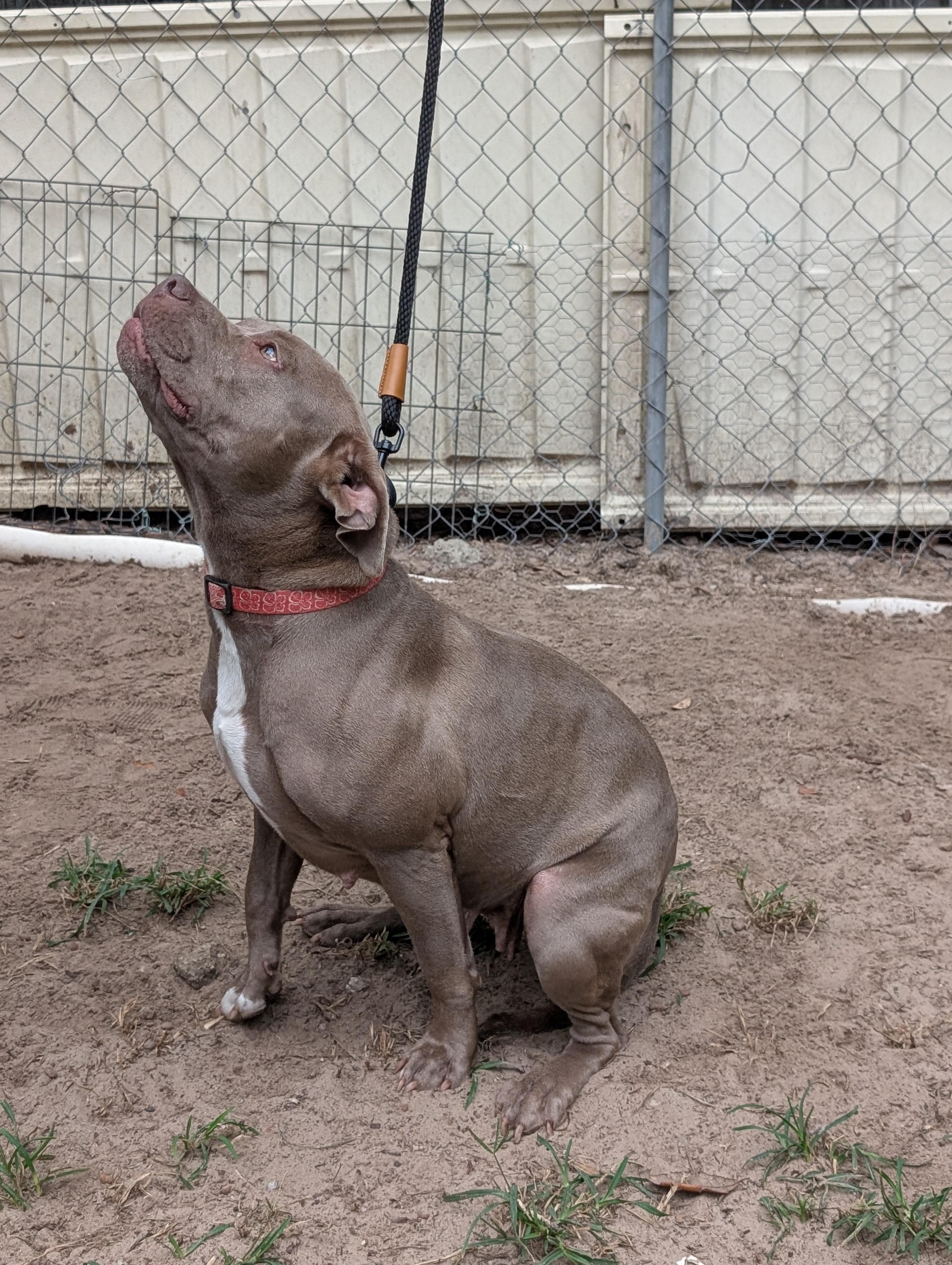 Enlarge Tuli, a ADOPTABLE mixed breed in Jacksonville, FL image 3/3