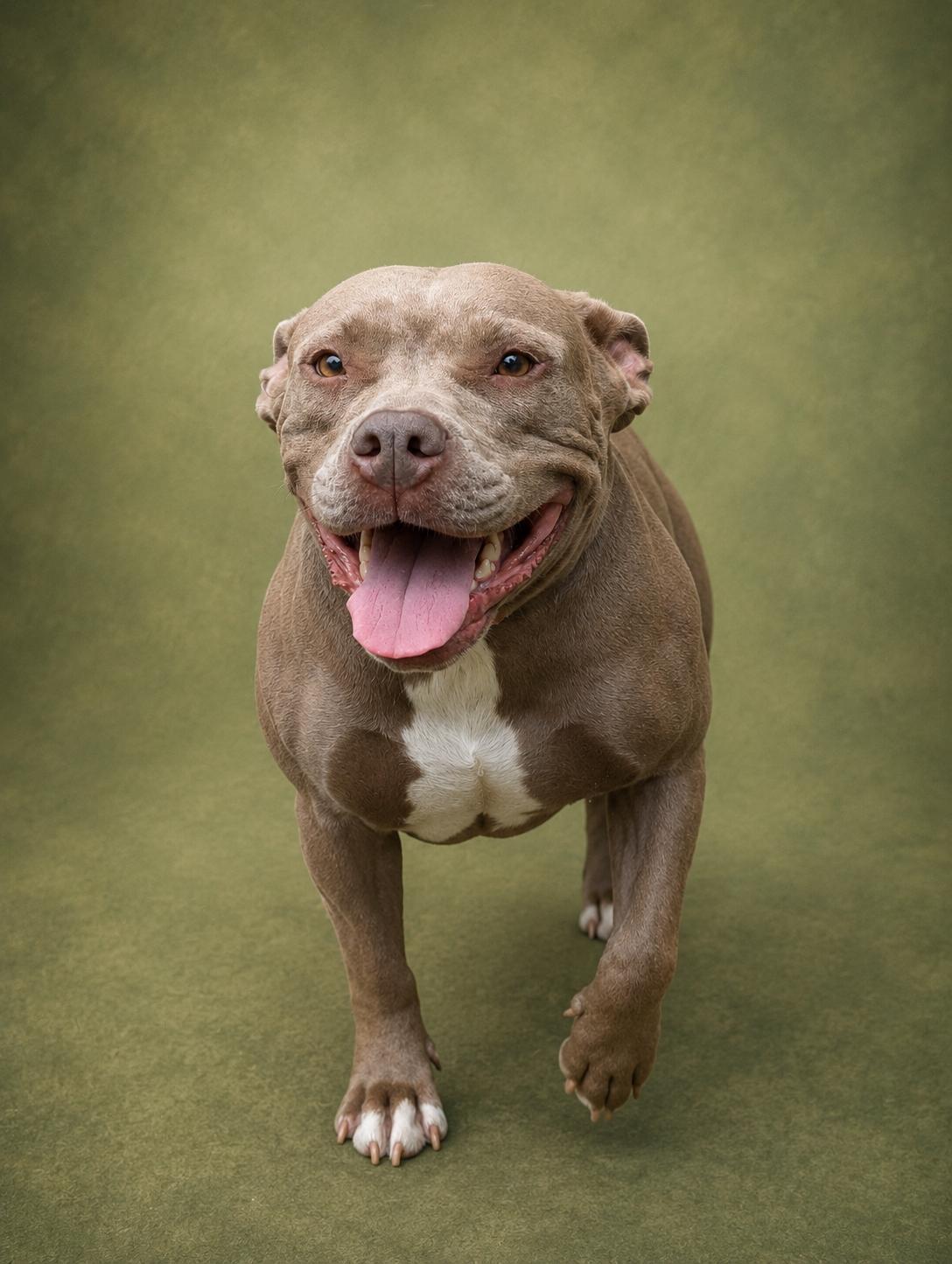 Enlarge Tuli, a ADOPTABLE mixed breed in Jacksonville, FL image 2/3