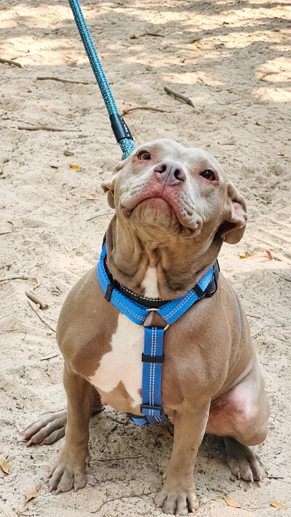 Enlarge Tuli, a Adopted mixed breed in Jacksonville, FL image 1/5