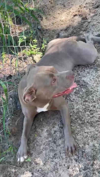 Enlarge Tuli, a Adopted mixed breed in Jacksonville, FL video 4/5