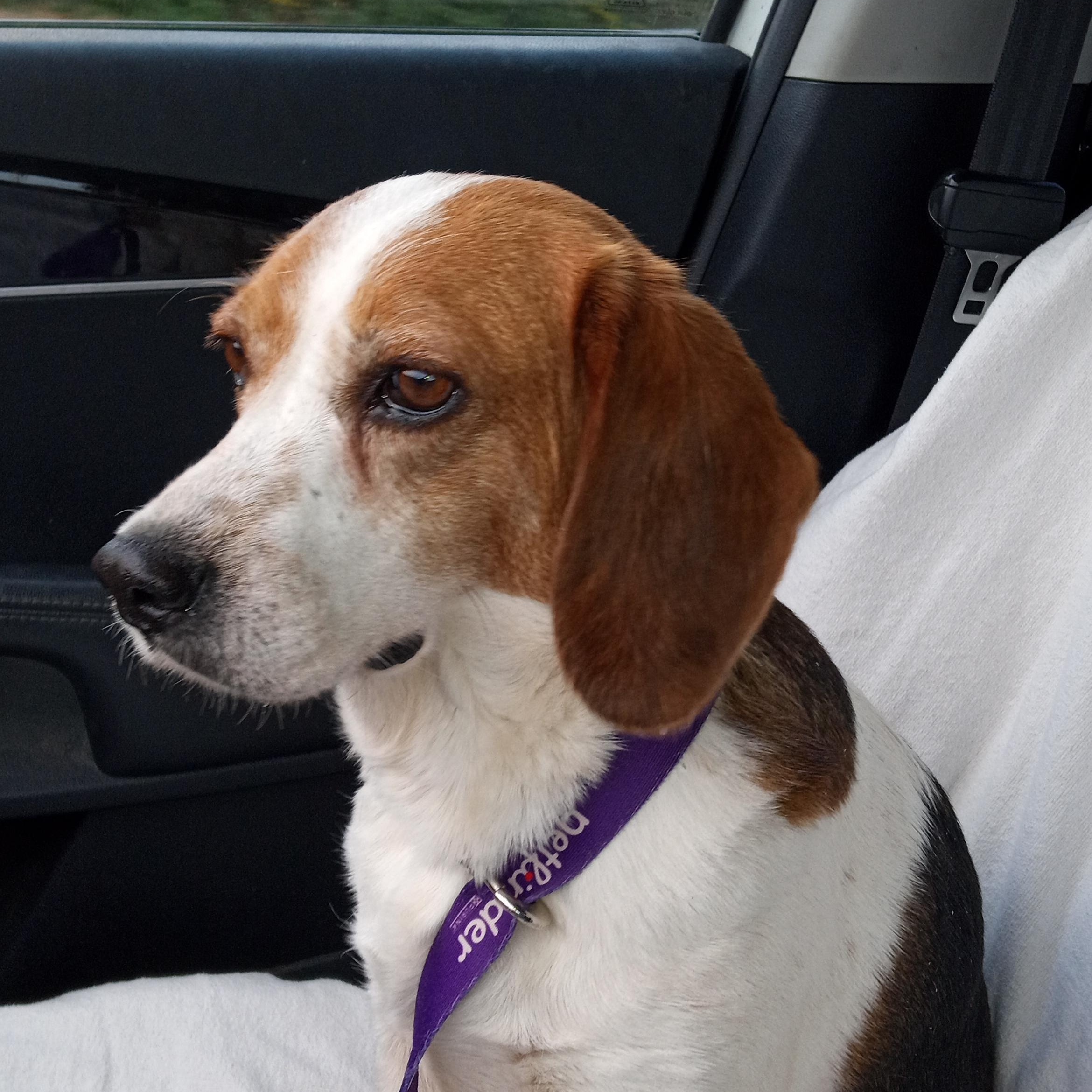 Jessie, adopted, Adult Female Beagle.