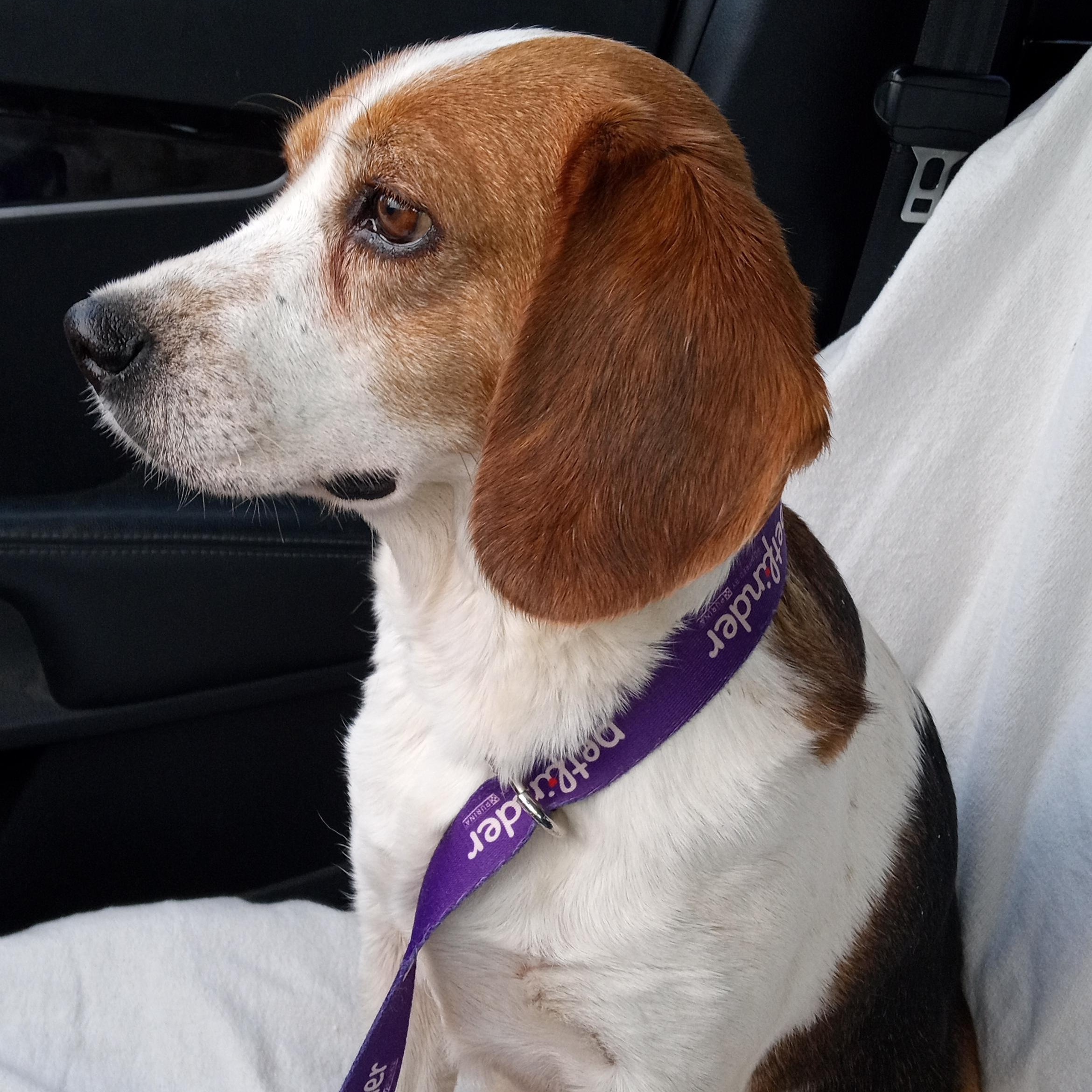 Enlarge Jessie, an adopted Beagle in Macclesfield, NC image 2/2