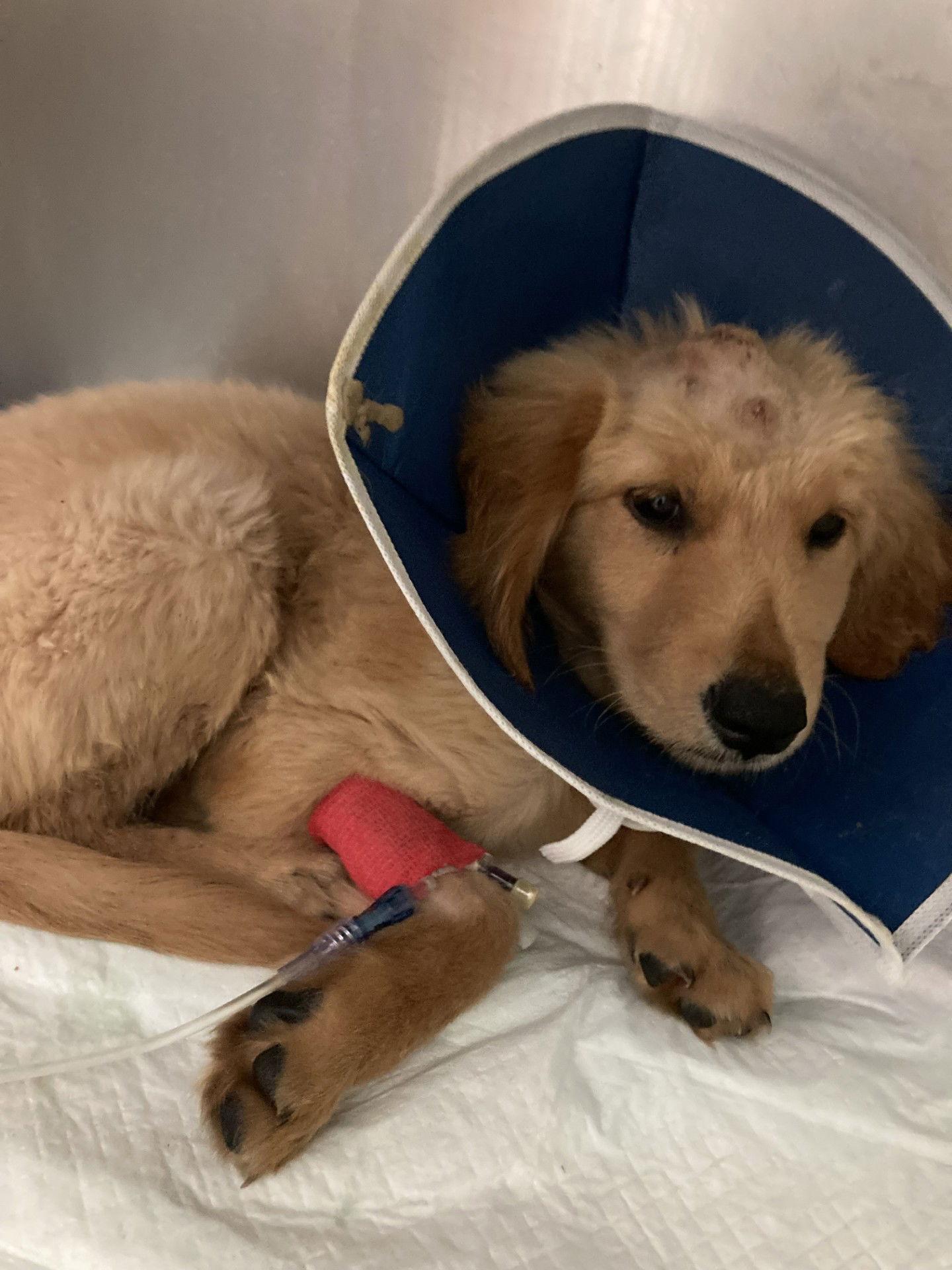 Wheaties, Adopted, Puppy Male Golden Retriever.