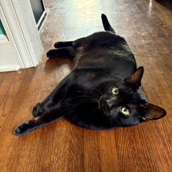 Enlarge Teir, an adopted Domestic Short Hair in Tulsa, OK image 6/6