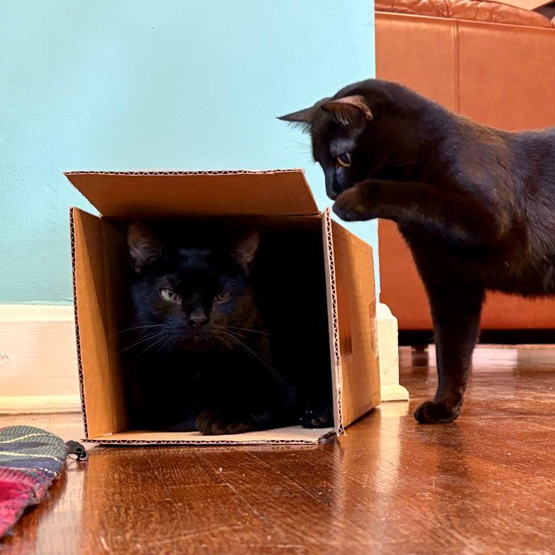 Enlarge Teir, an adopted Domestic Short Hair in Tulsa, OK image 4/6