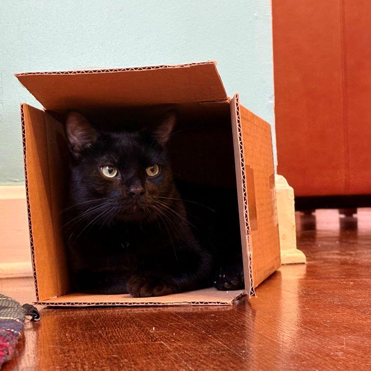 Enlarge Teir, an adopted Domestic Short Hair in Tulsa, OK image 3/6