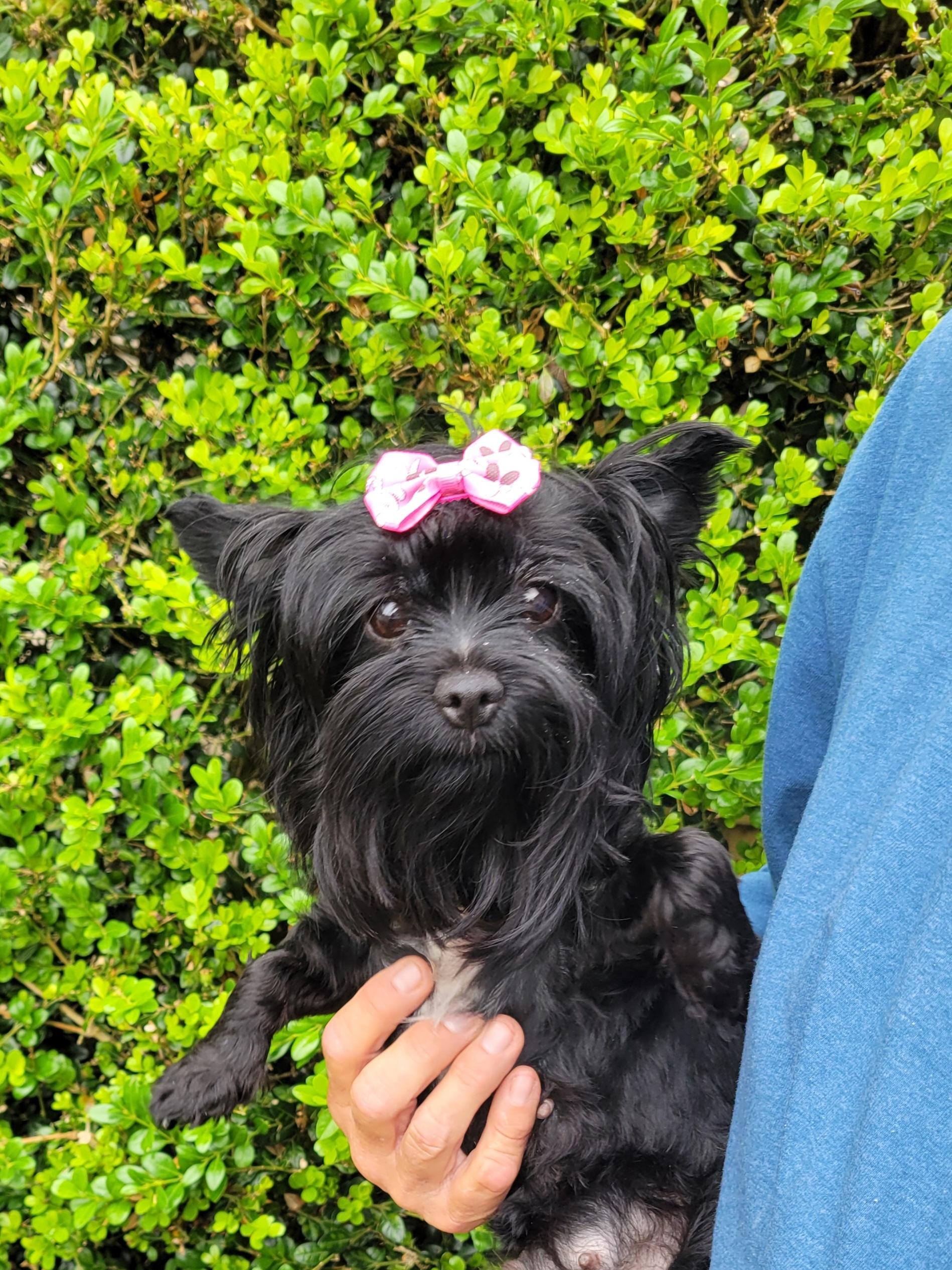 Enlarge Rayn, a ADOPTABLE Yorkshire Terrier in Cambridge, MD image 1/1