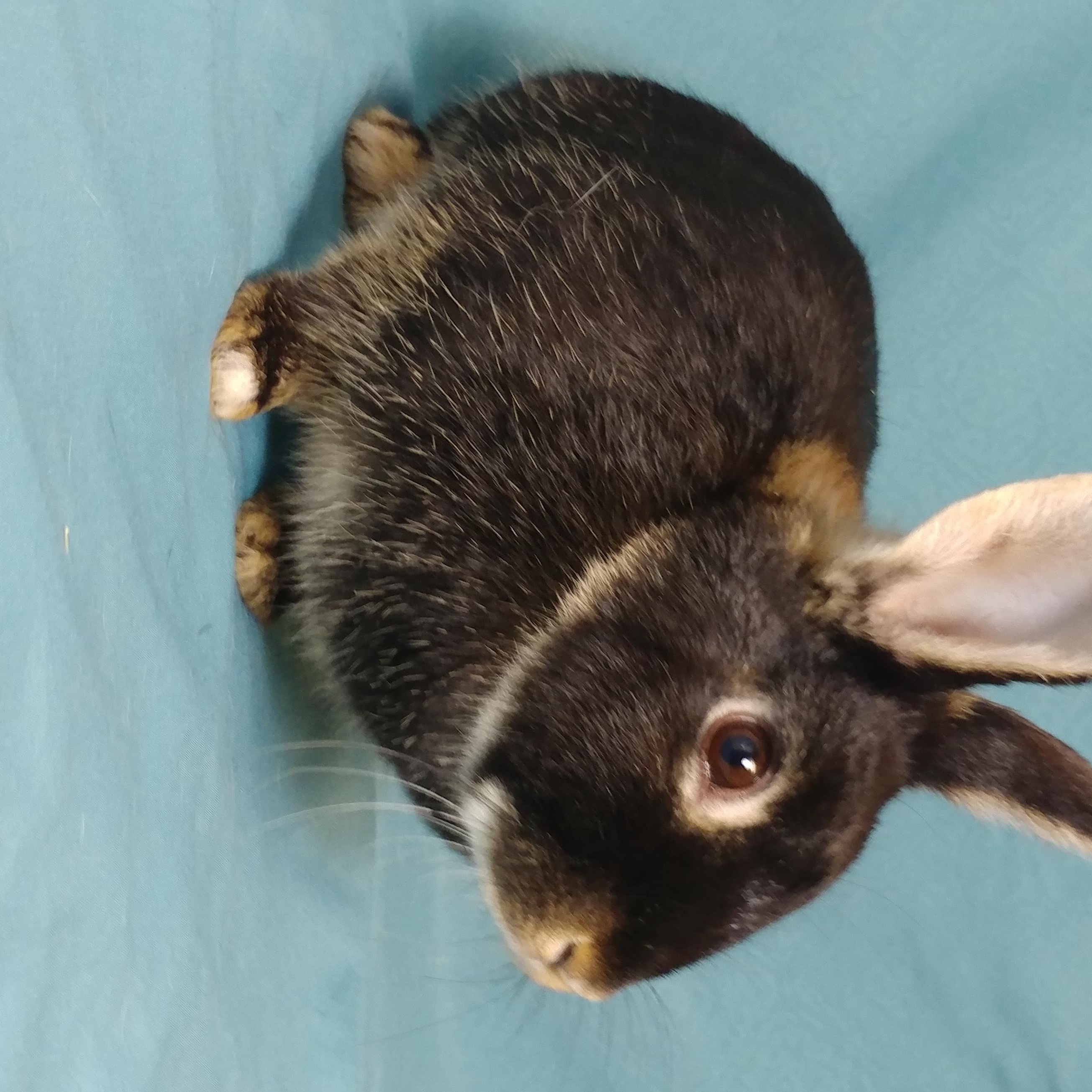 Enlarge Harper, an adoptable Silver Marten in Lake Elsinore, CA image 3/6