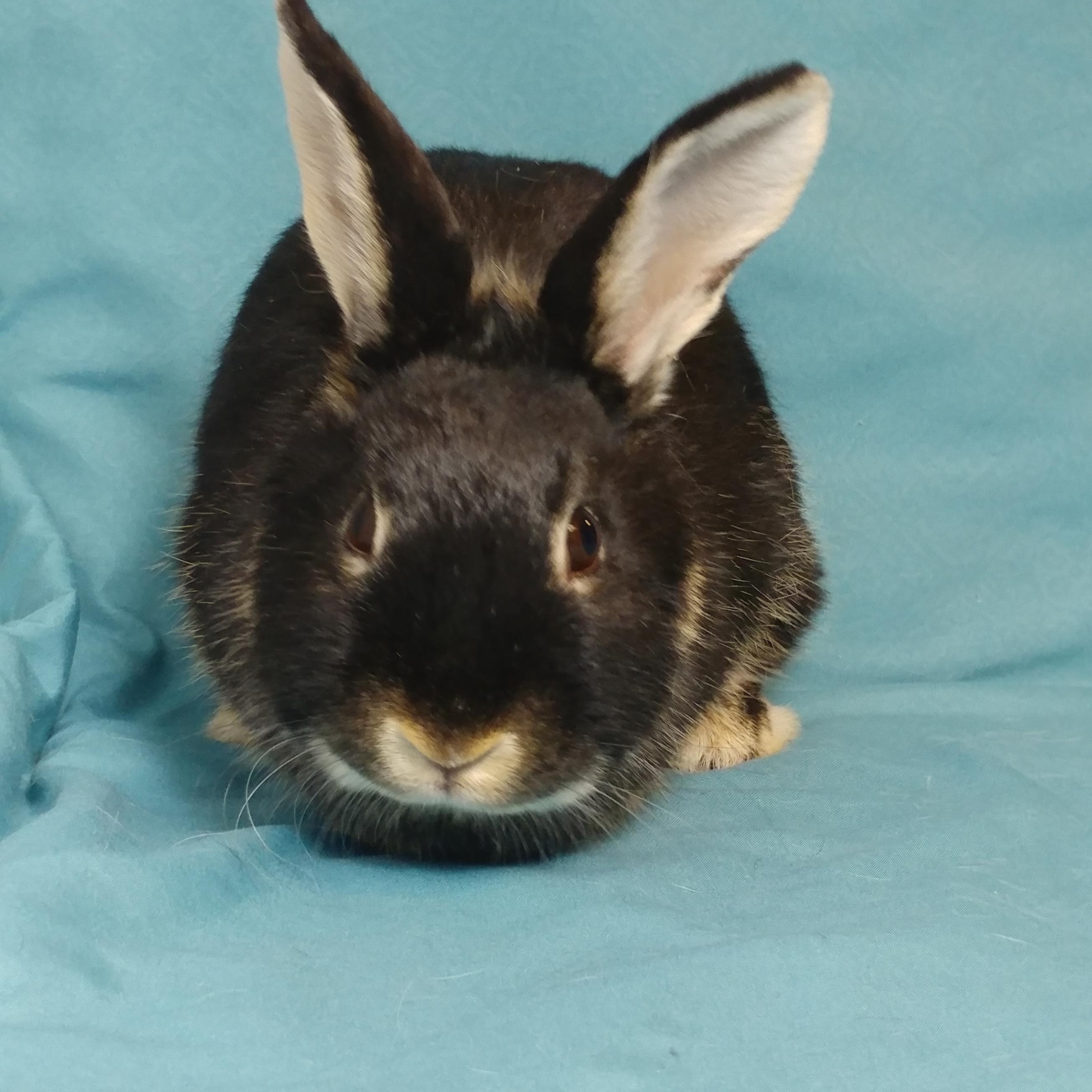 Enlarge Harper, an adoptable Silver Marten in Lake Elsinore, CA image 1/6