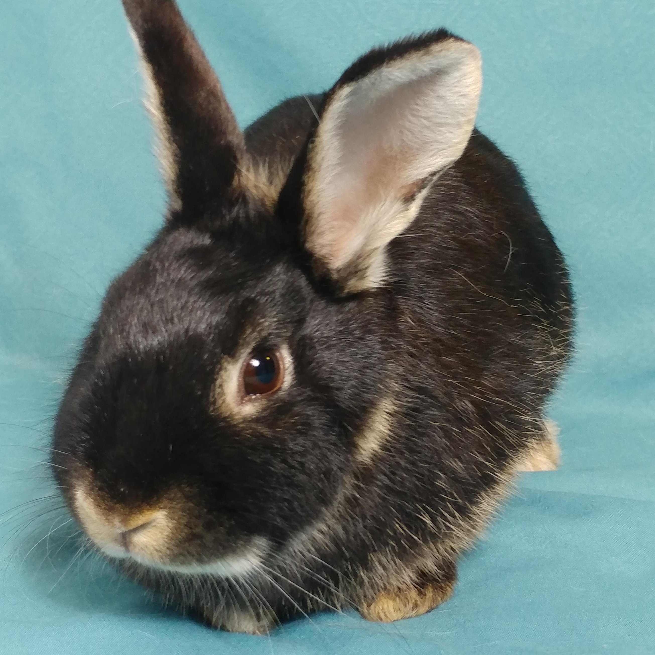 Enlarge Harper, an adoptable Silver Marten in Lake Elsinore, CA image 2/6