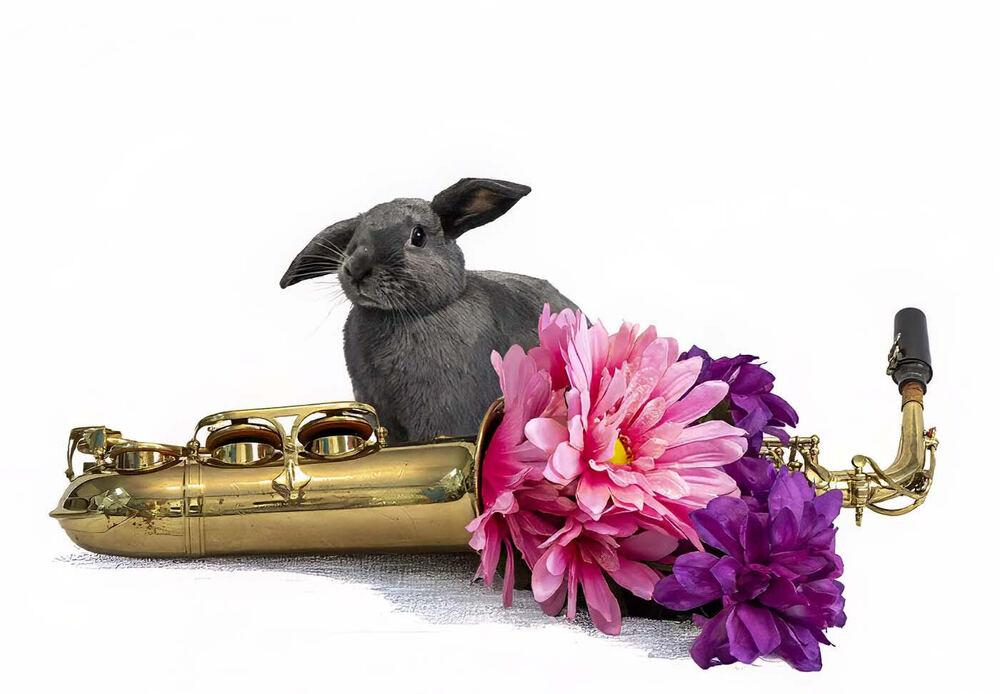 Enlarge Laika, a Adoptable Bunny Rabbit in Longwood, FL image 1/6