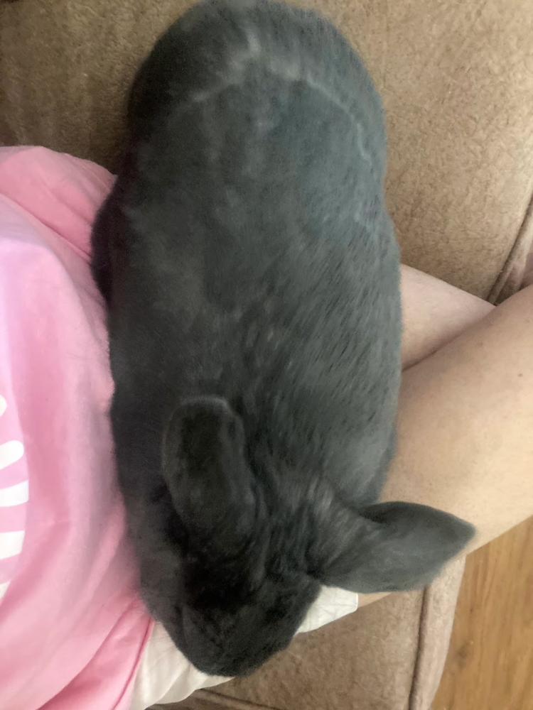 Enlarge Laika, a Adoptable Bunny Rabbit in Longwood, FL image 2/6