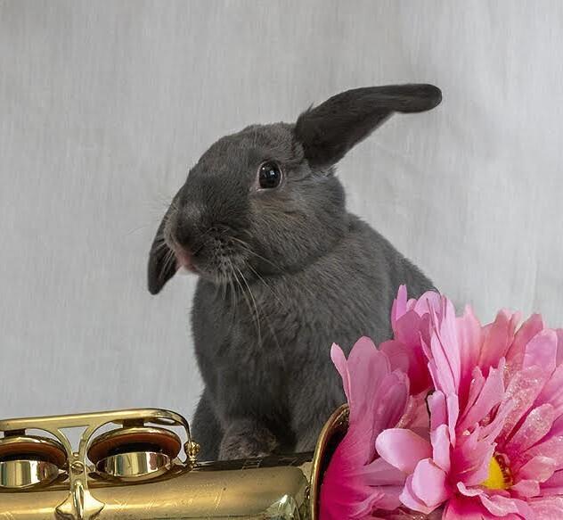 Enlarge Laika, a Adoptable Bunny Rabbit in Longwood, FL image 3/6