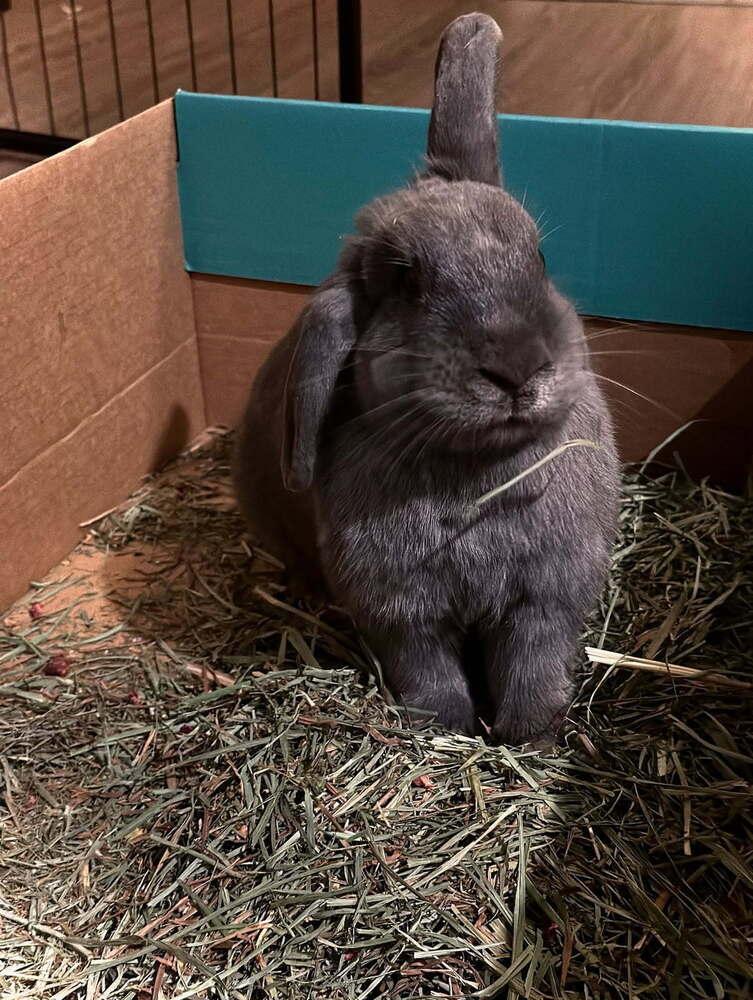 Enlarge Laika, a Adoptable Bunny Rabbit in Longwood, FL image 4/6