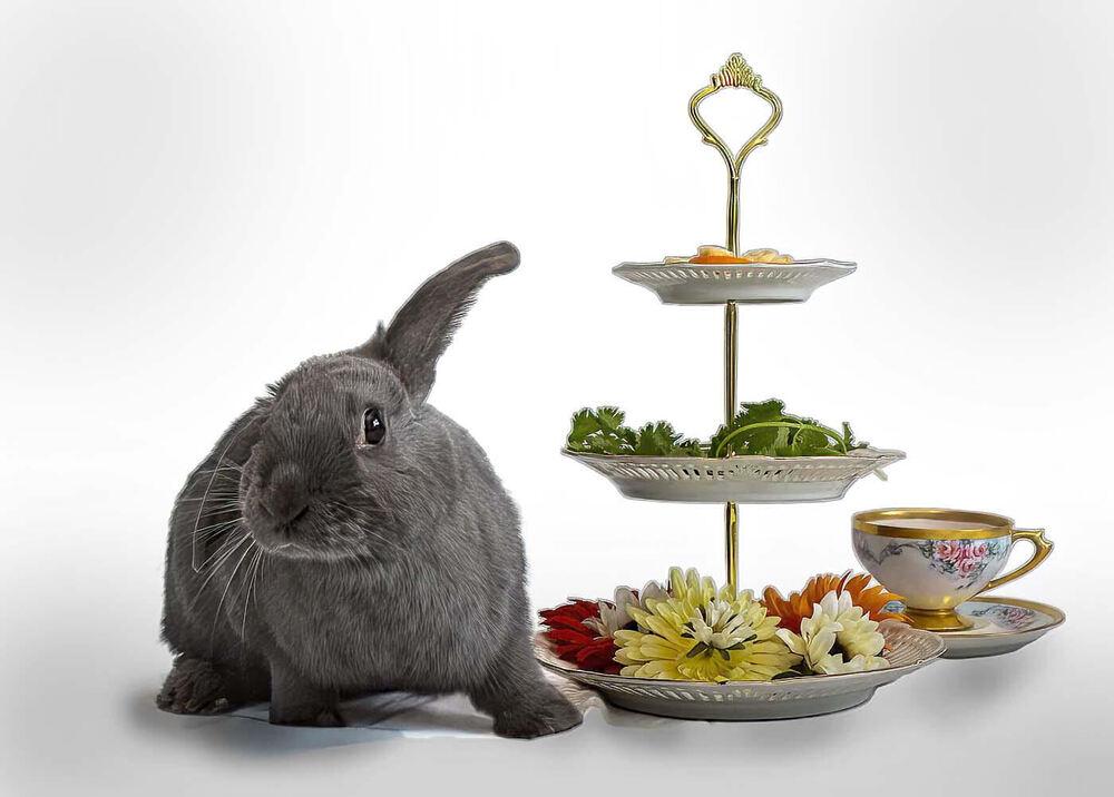 Enlarge Laika, a Adoptable Bunny Rabbit in Longwood, FL image 5/6